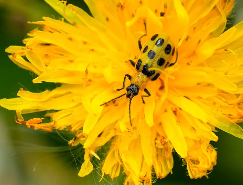 Pretty Merigold's 5 Beautiful Marigolds to Add to Your Garden