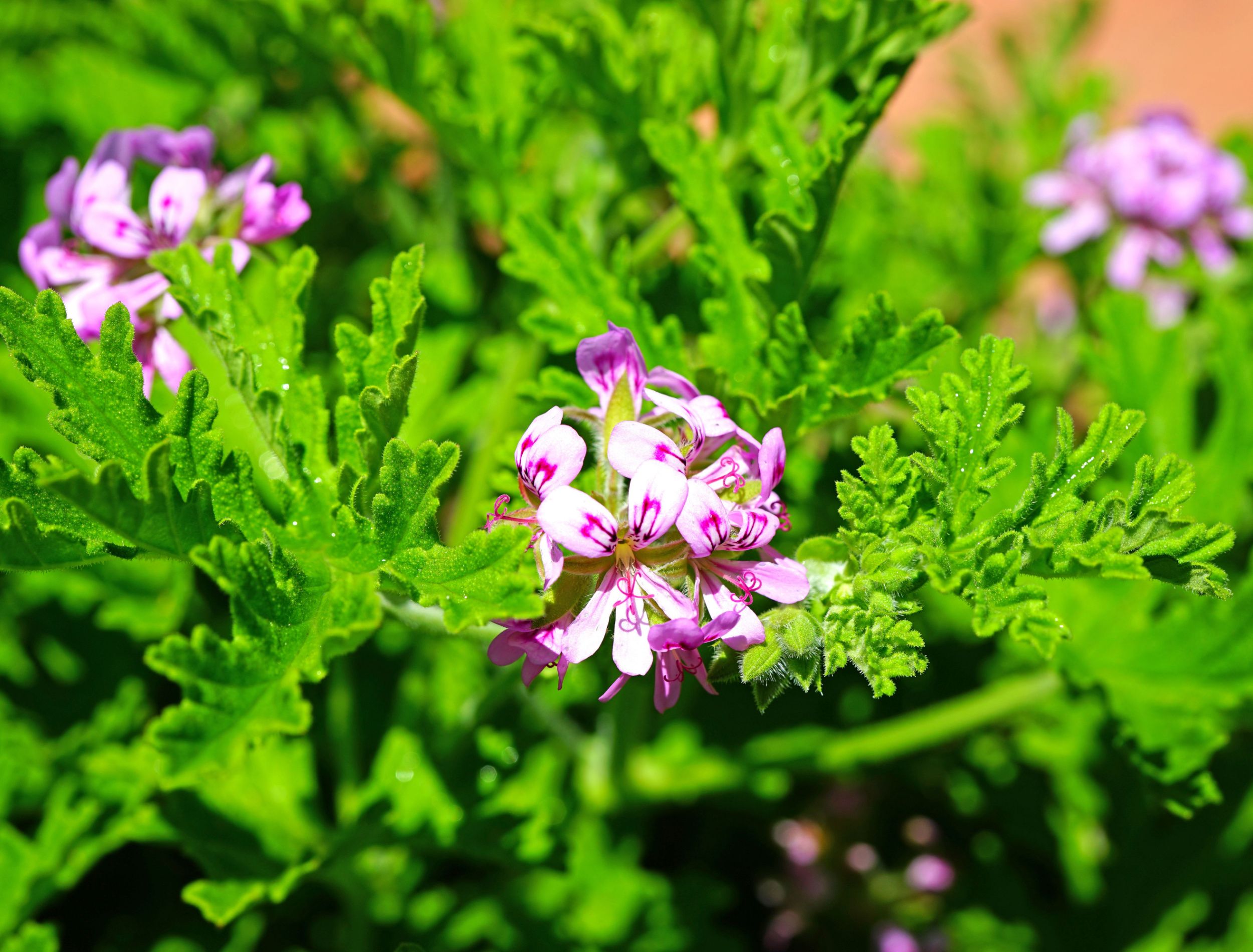 6 Tips for Growing Citronella Plants