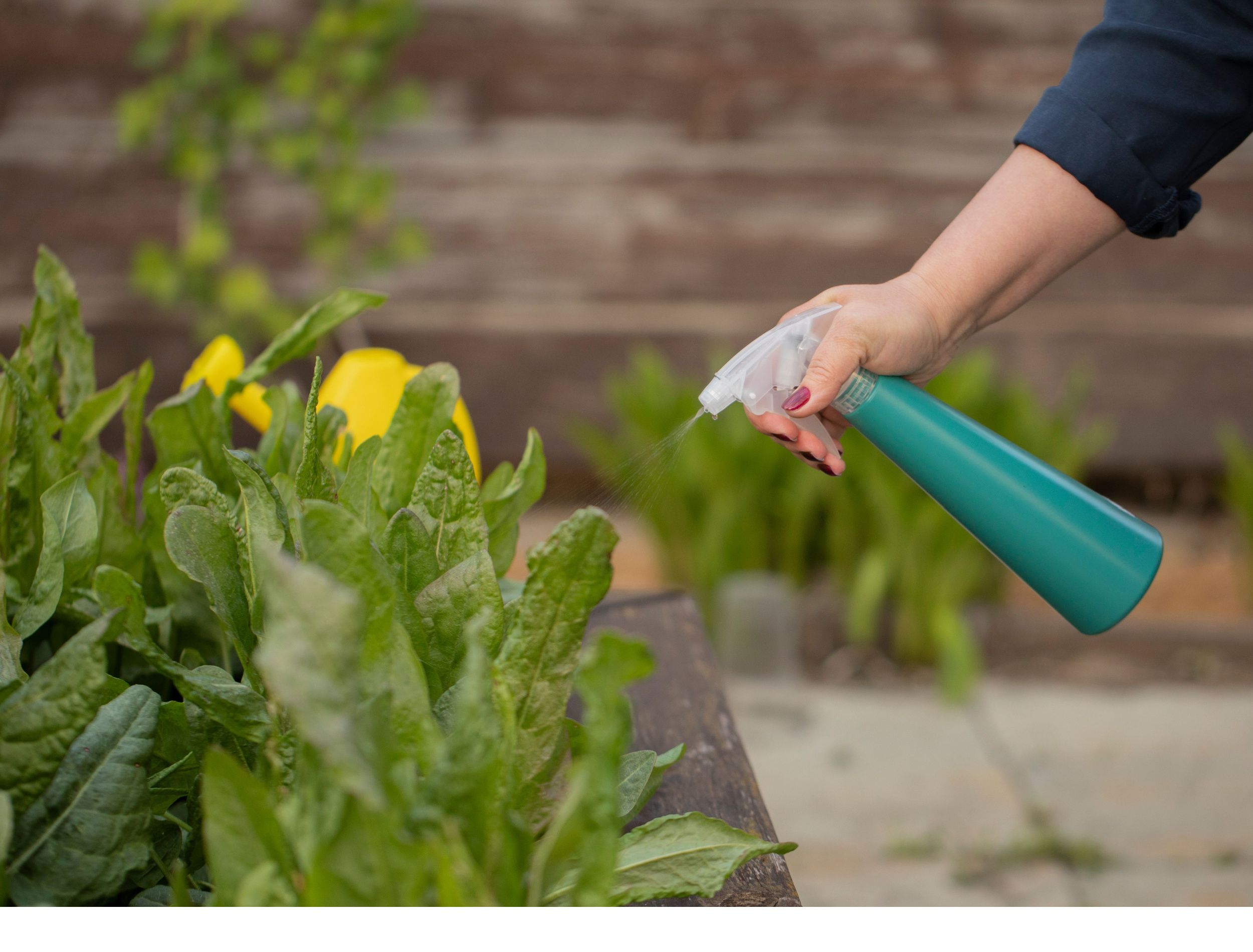 How to Fertilize Lettuce With Epsom Salt