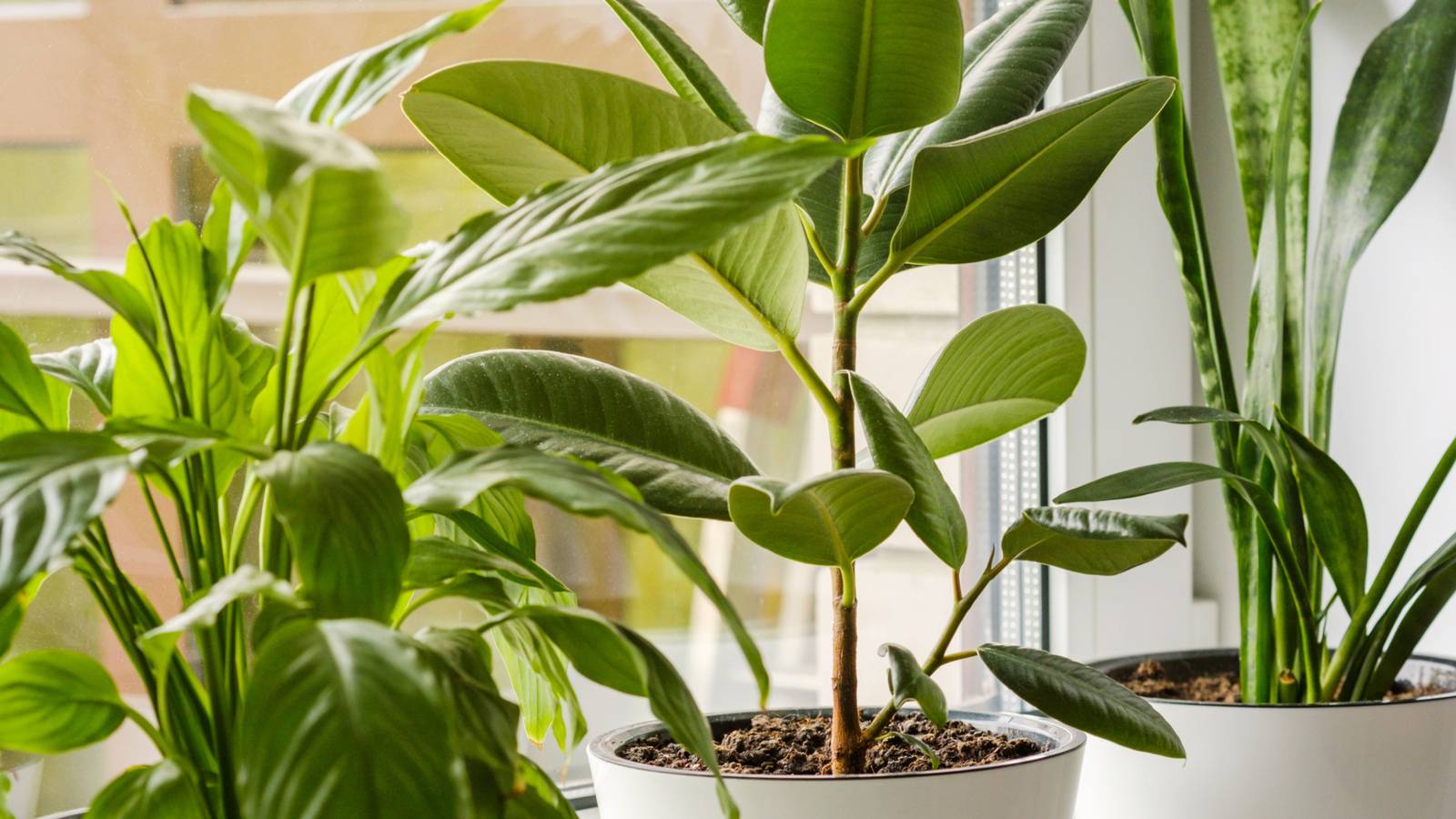 The 15 Best Air Purifying Plants for Your Home