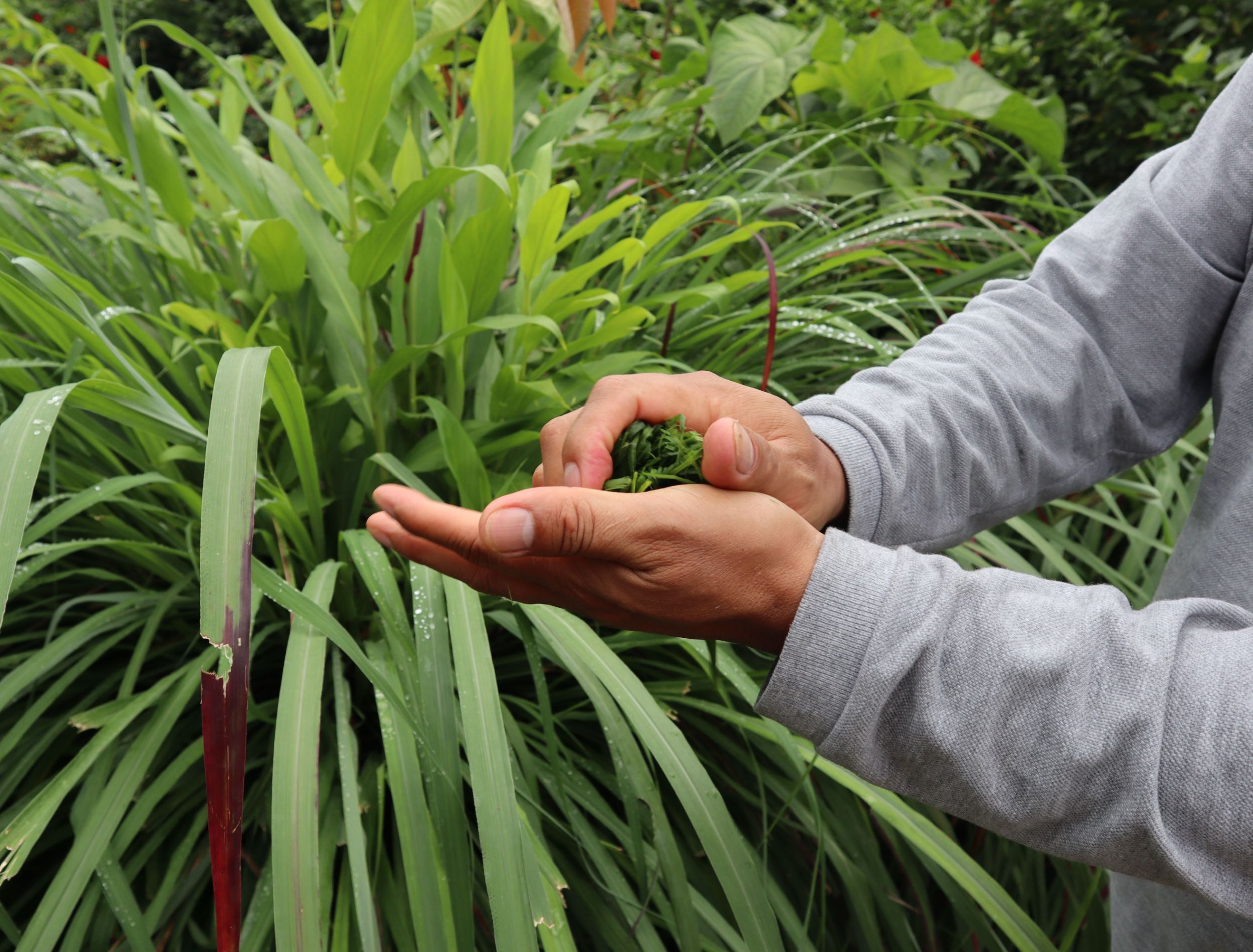 Do Citronella Plants Really Repel Mosquitoes?