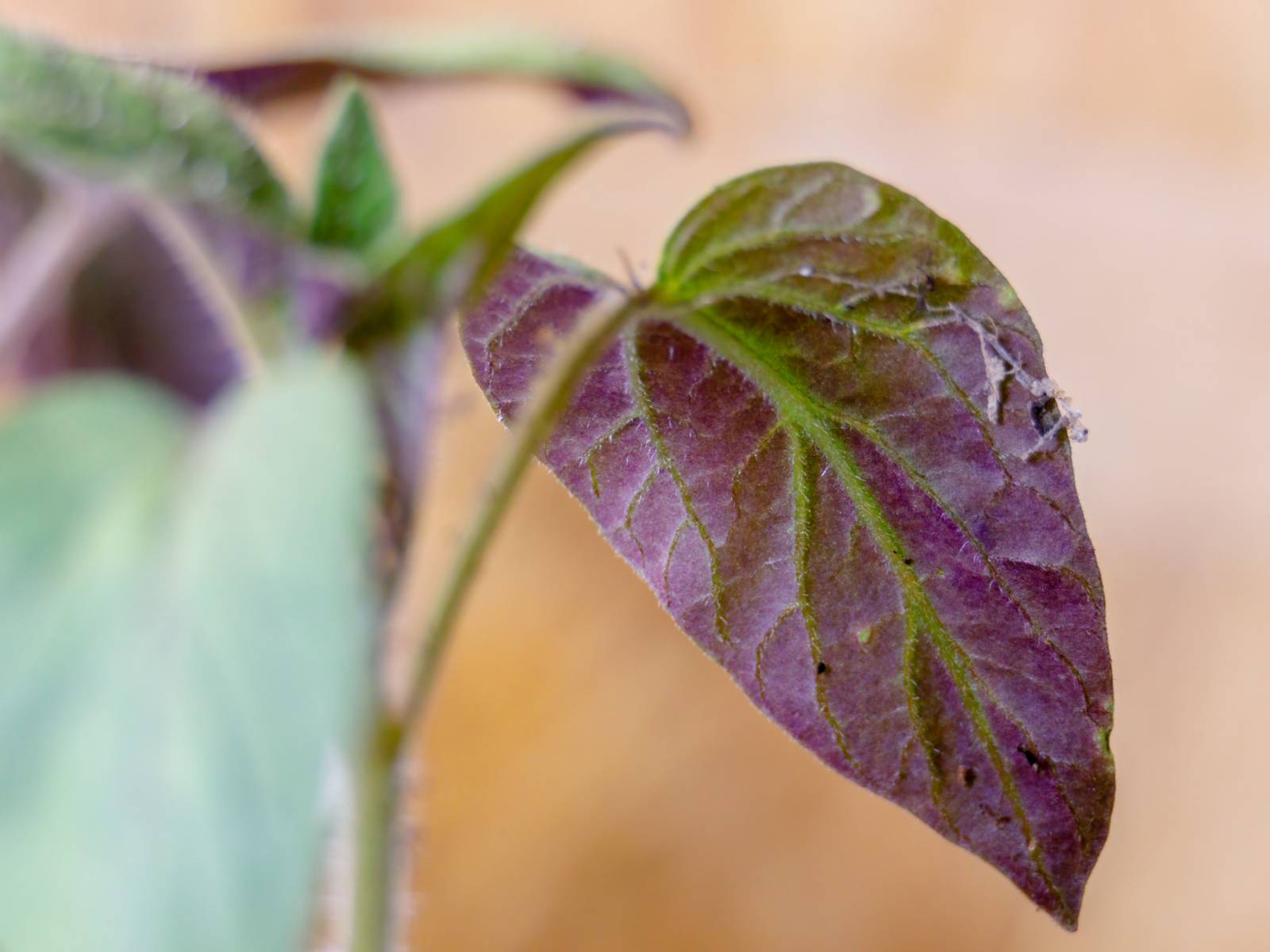 5 Reasons Your Plant Leaves Are Turning Purple