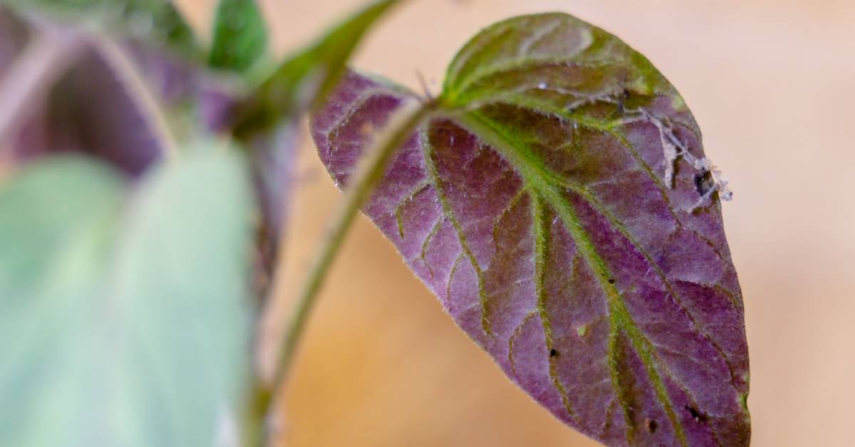 buy eucalyptus plant Eucalyptus camphora 'Lucky Country'
