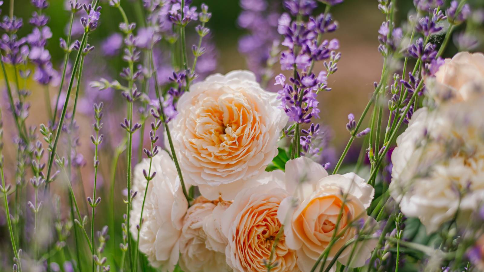 7 Best Companion Plants for Roses