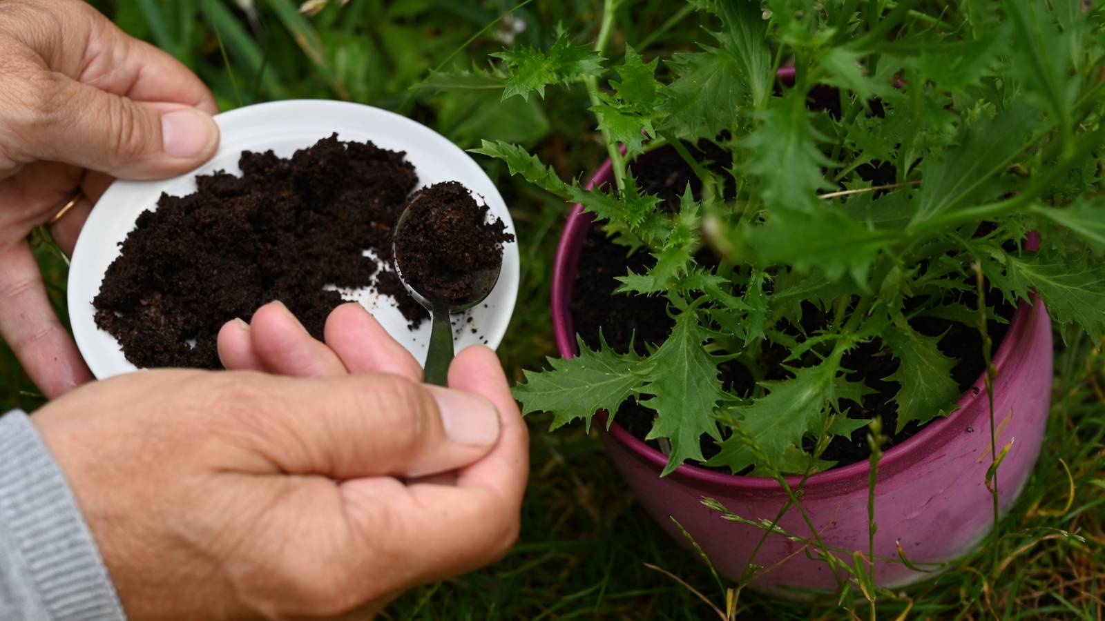 Image showcasing How to Use Coffee Grounds to Repel Ants From Your Garden