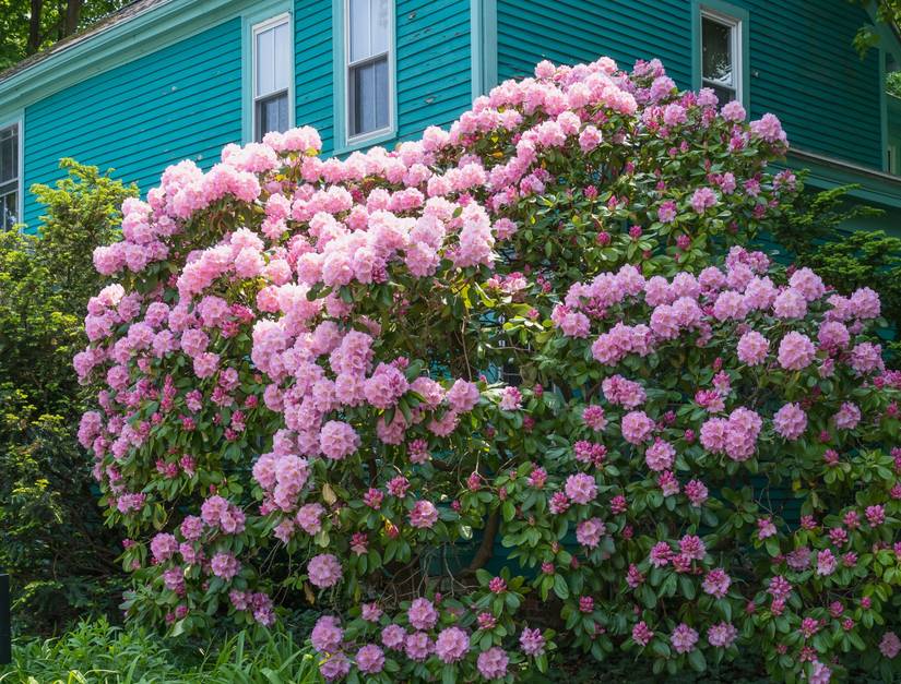 How to Use Coffee Ground to Fertilize Rhododendron