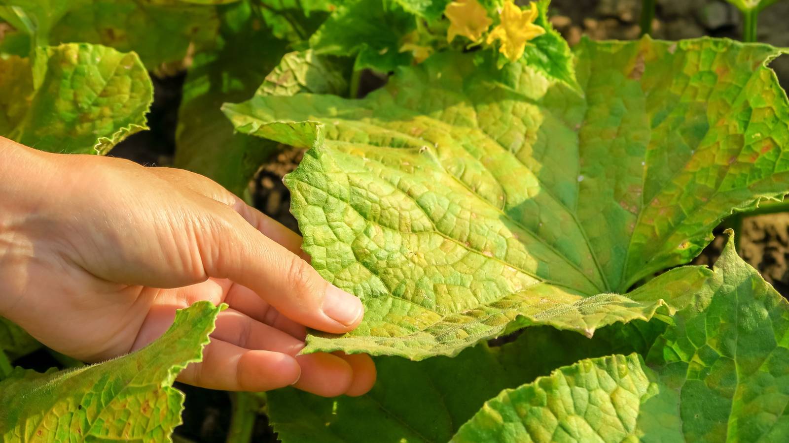 7 Reasons Your Cucumber Leaves Are Turning Yellow