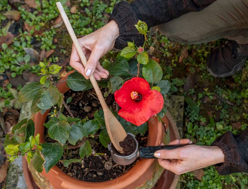 How to Use Coffee Grounds to Promote Plant Growth