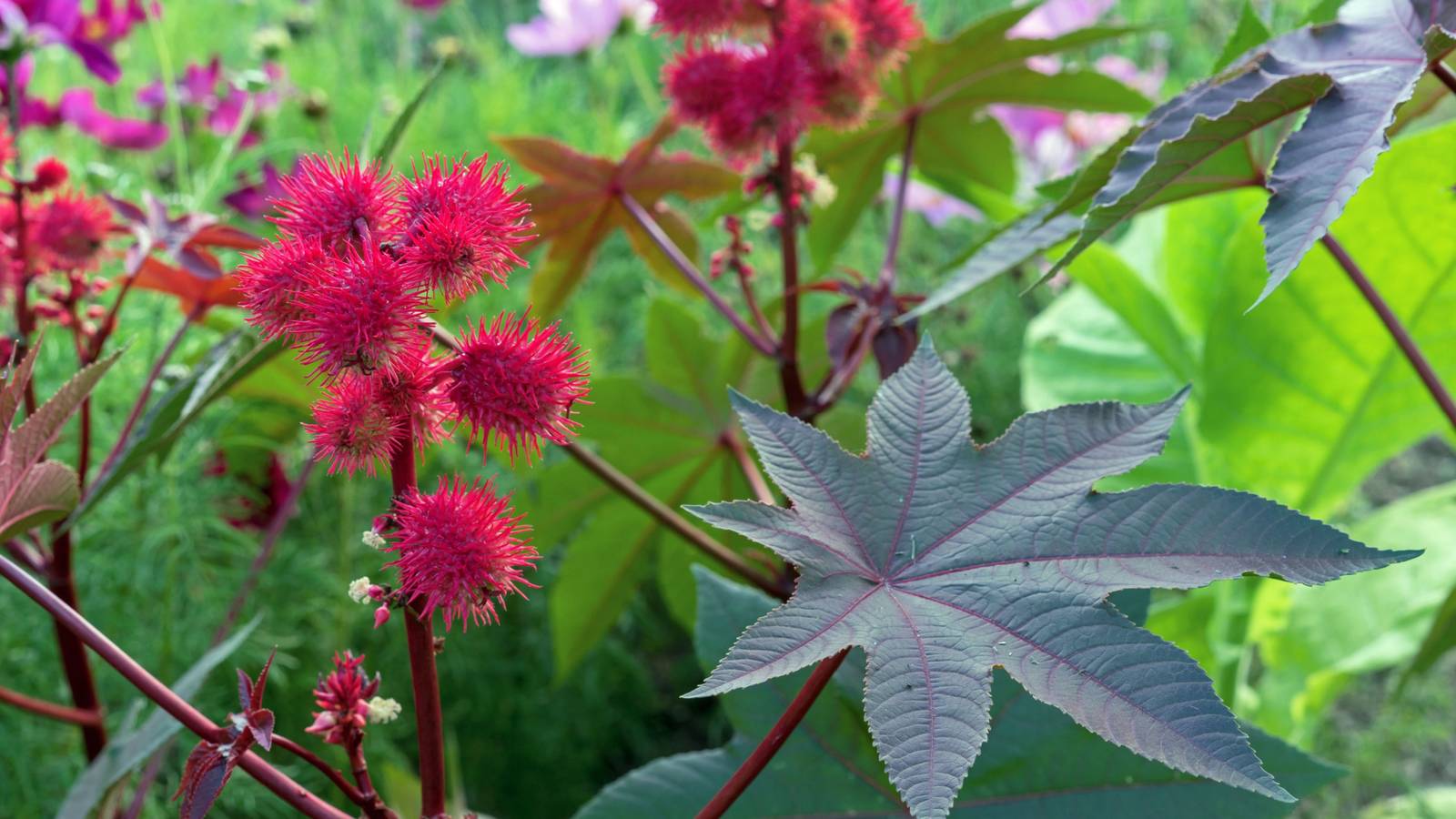 croton iceton plant Croton — Green Acres Nursery & Supply