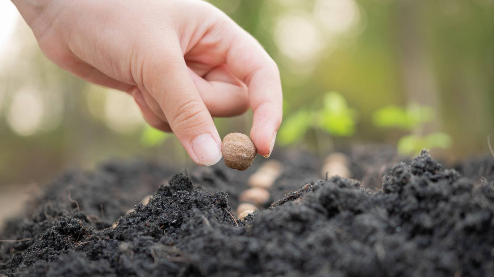 perennial seeds for fall planting Montana Wildflower Seed Mix