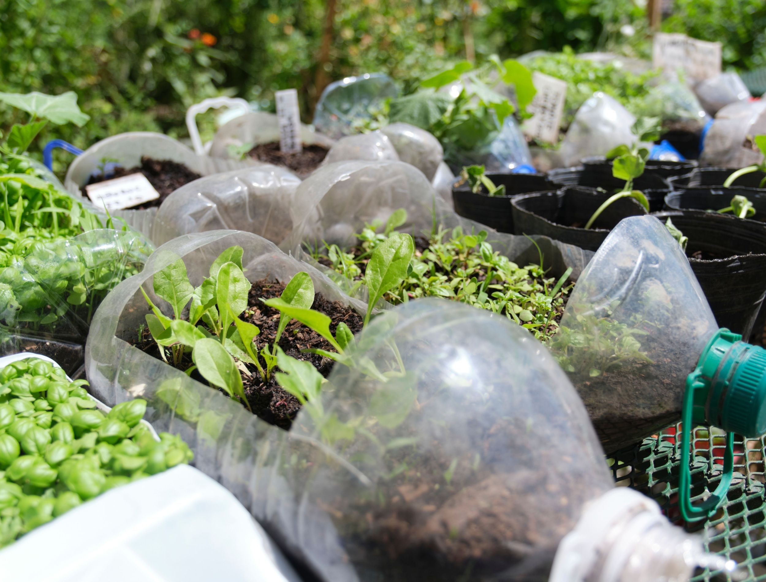 9 Ways To Use Plastic Containers in Your Garden