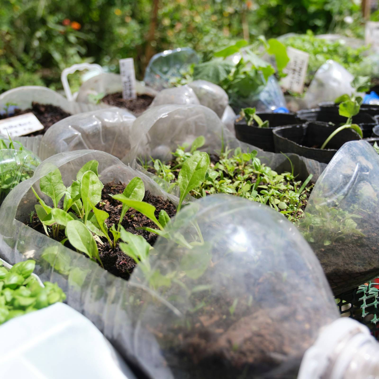 DIY Bottle Hydroponics – Mother Earth News, image size:1600x1600