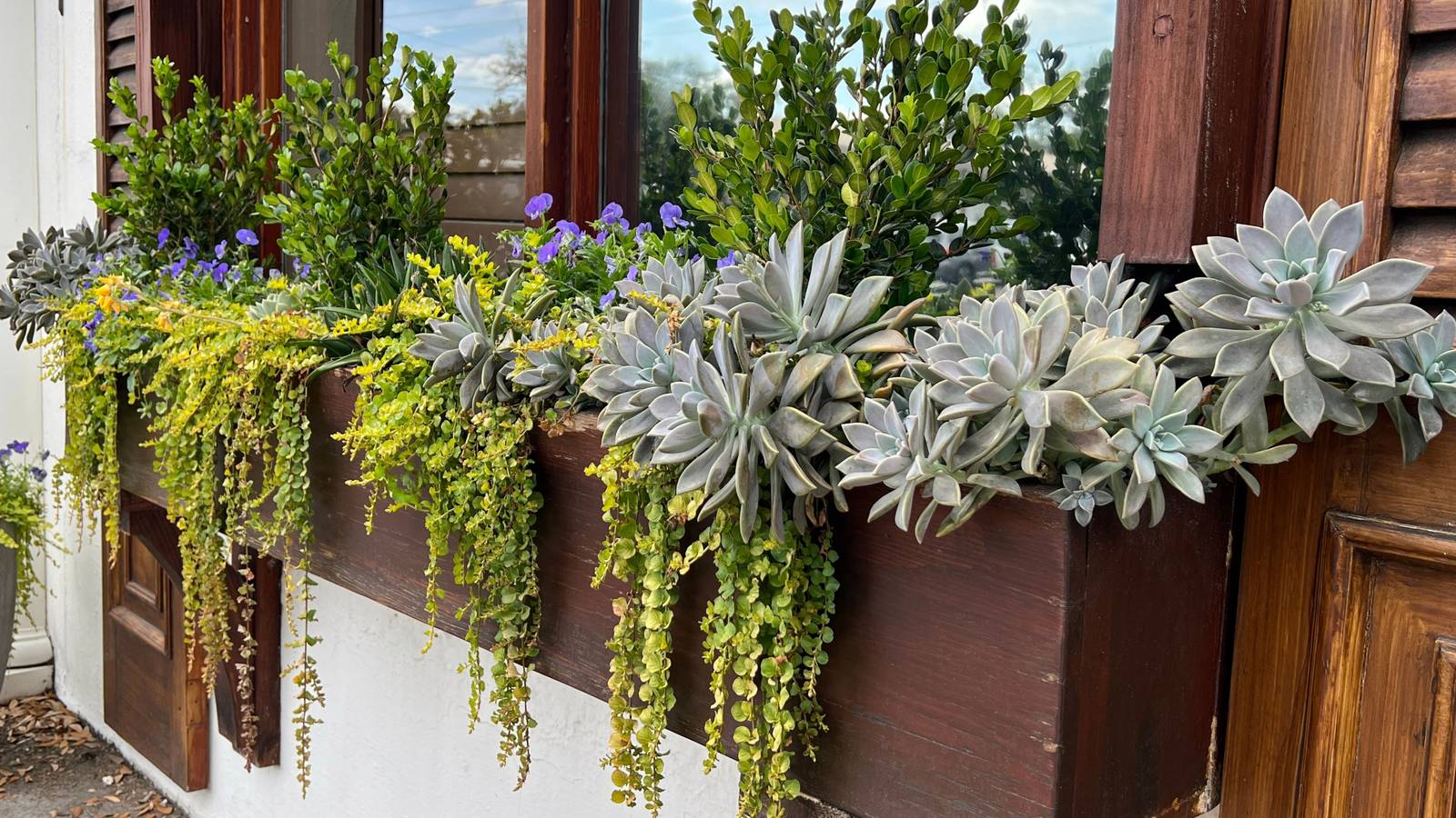 7 Plant Combination Ideas For Your Container Garden