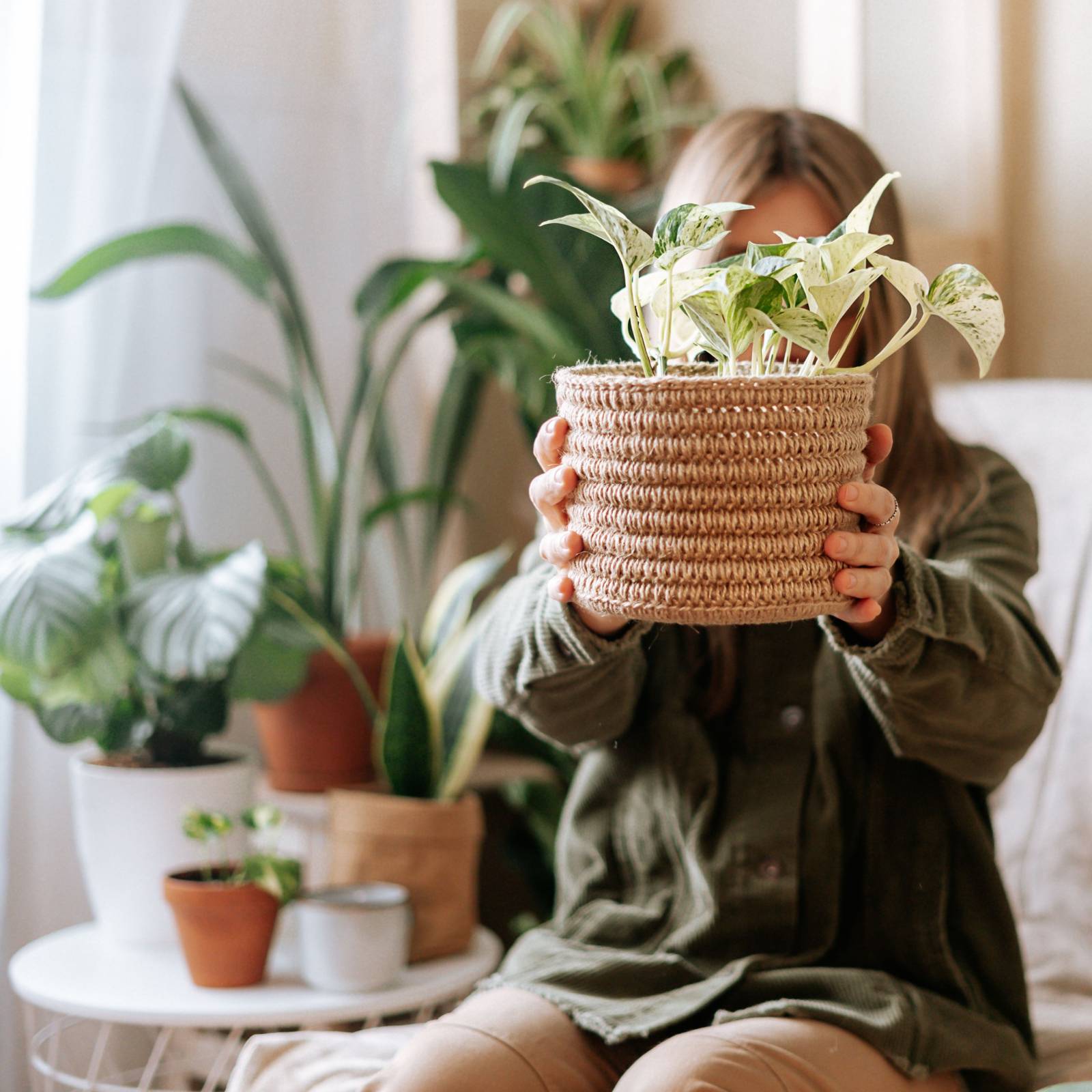 money plant variegated NJoy Pothos, Variegated Money Plant