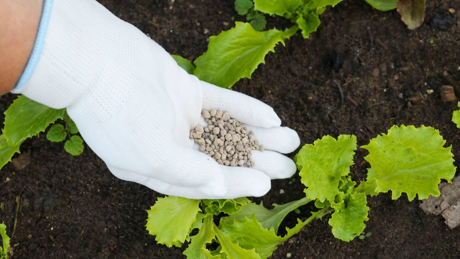 5 Best Fertilizers for Your Lettuce