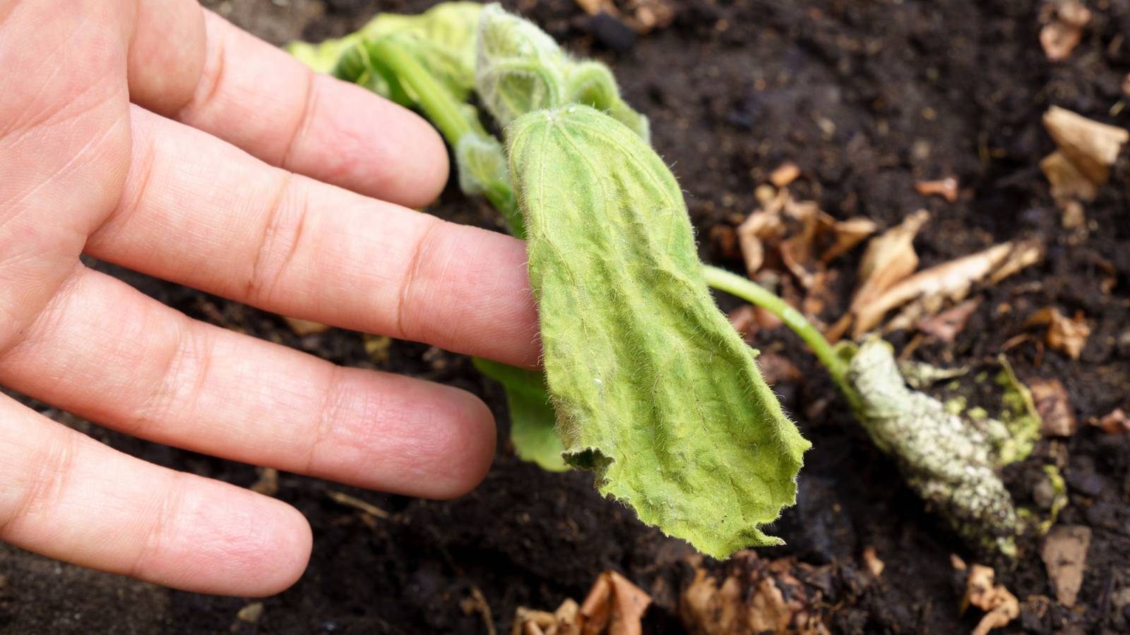 How to Revive Plants From Heat Damage