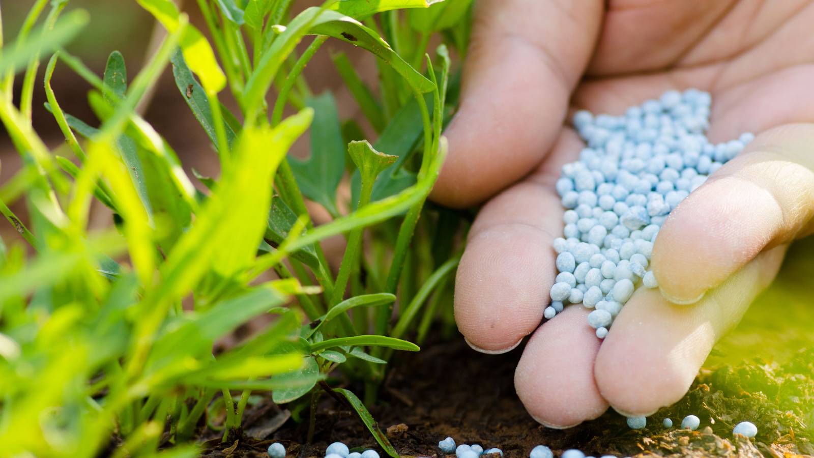 What's The Best Time of Day To Fertilize Your Plants?