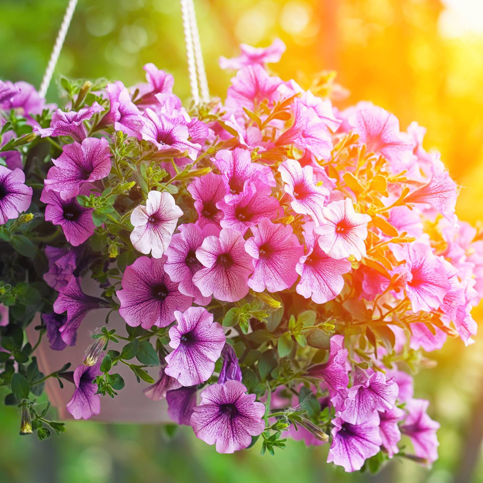 7 of the Best Flowers To Plant in Hanging Baskets