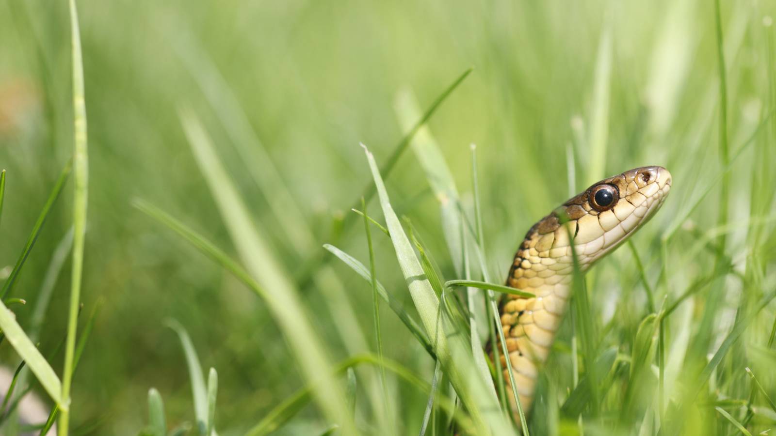 How to Use Coffee Grounds to Repel Snakes From Your Yard or Garden