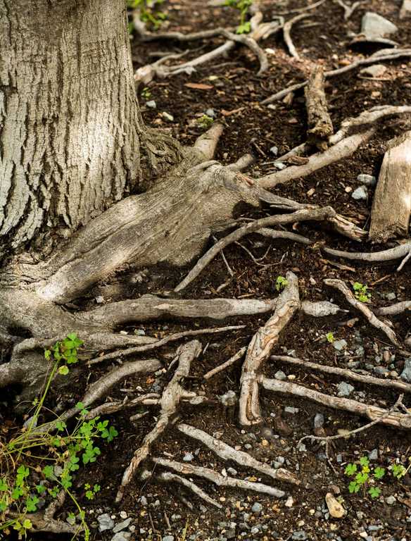 Eat Tree Roots Is Overripe Fruit Safe to Eat? Signs, Risks, and Uses