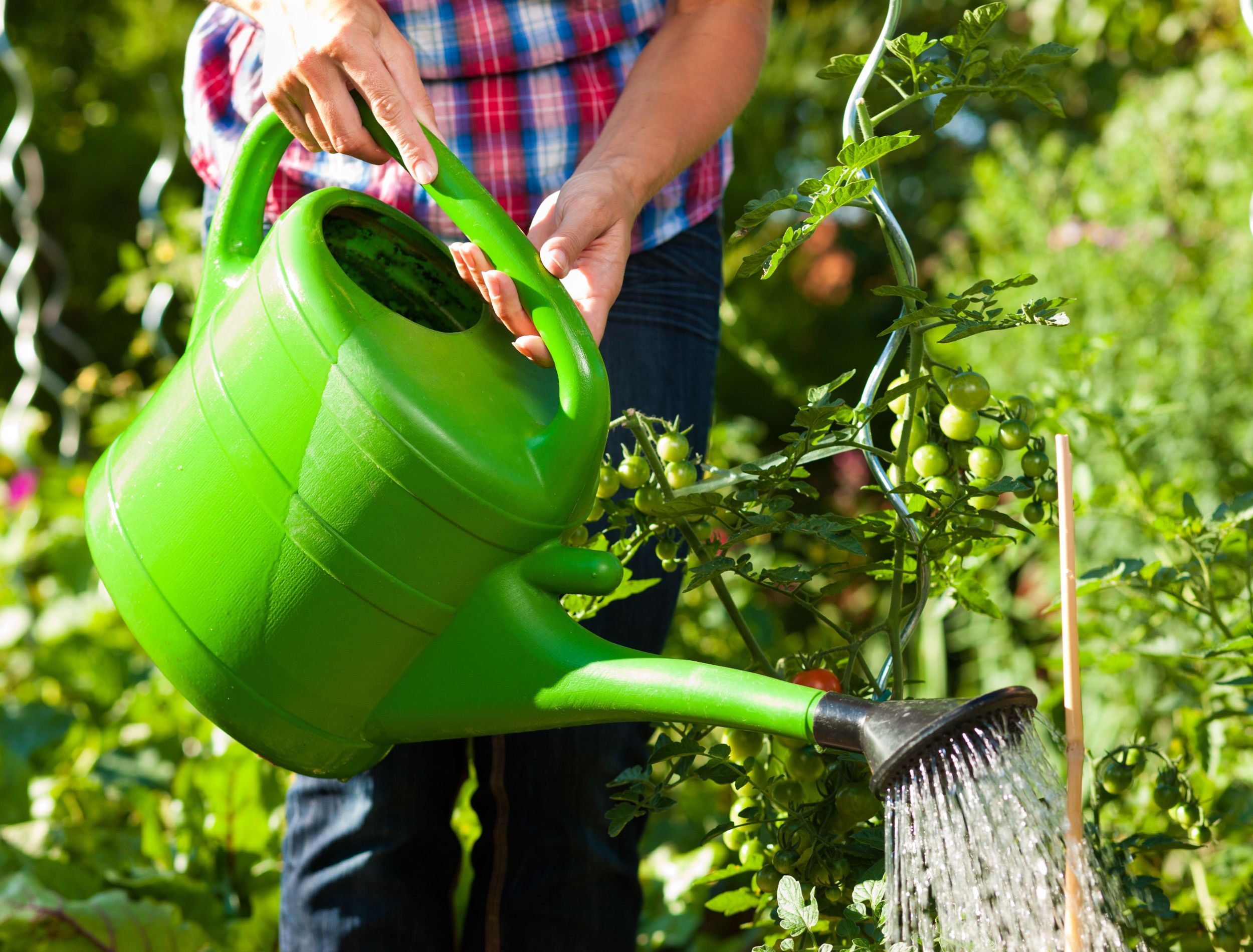 How Often to Water Your Vegetable Garden