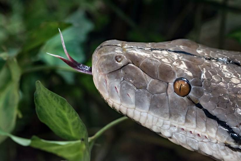 How to Use Coffee Grounds to Repel Snakes From Your Yard or Garden