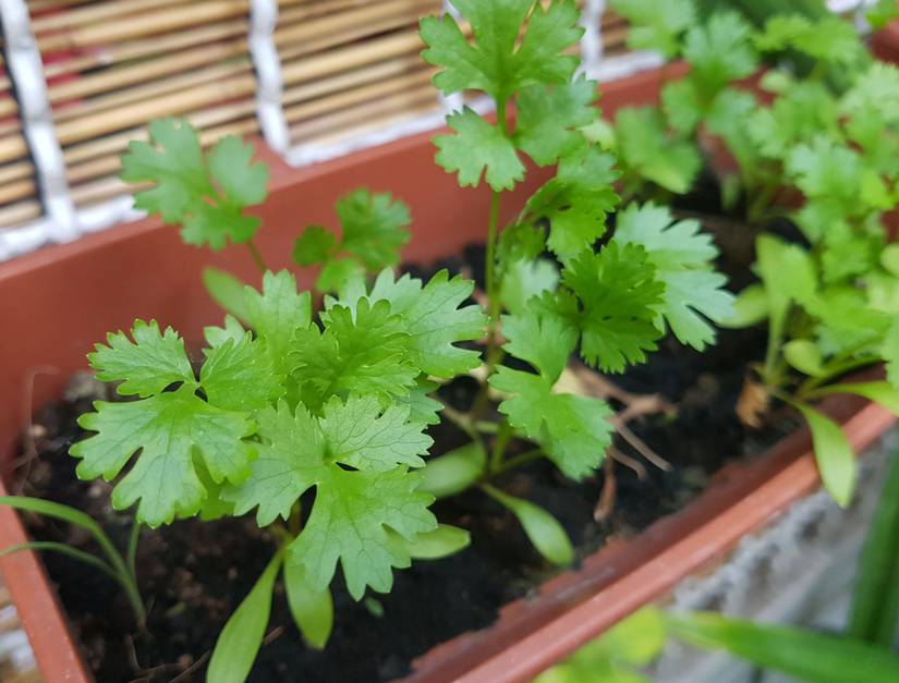 How to Store Fresh Cilantro