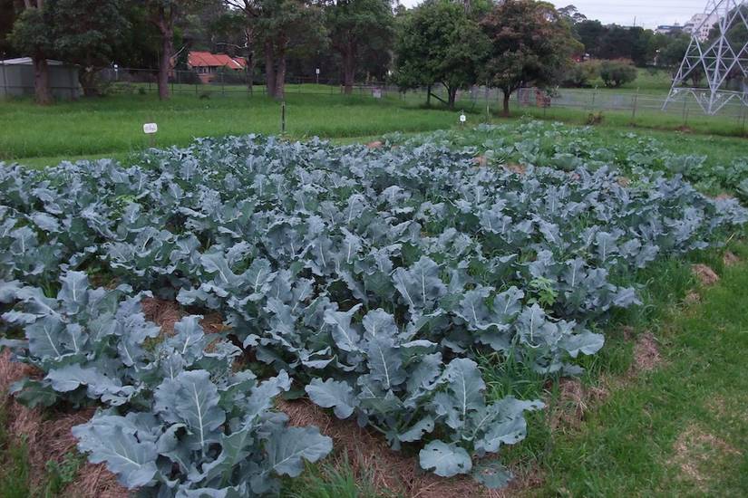 Double Row Broccoli 5 Ways Coffee Grounds Benefit Your Broccoli Plants