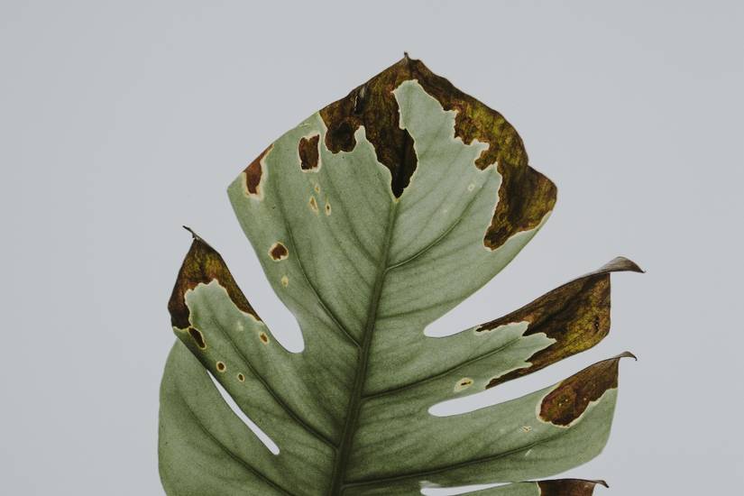 philodendron deltoideum Philodendron sodiroi for sale – My Home Nature