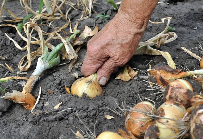 Top Tips For Harvesting Candy Onions