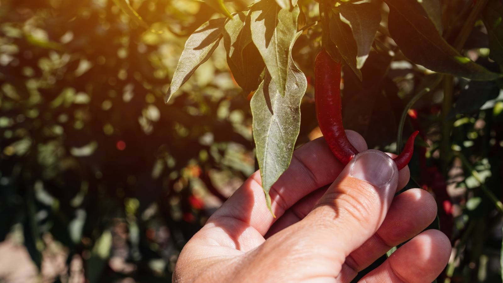 How to Harvest Peppers