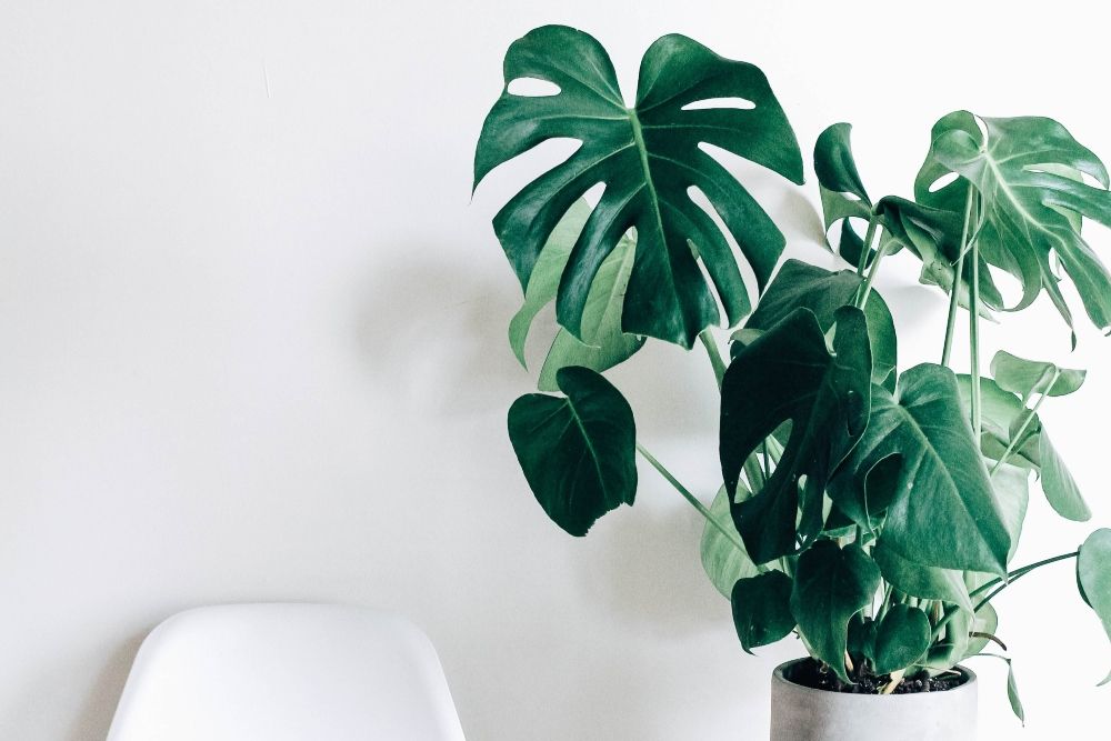 5 Tips for Caring for Your Monstera