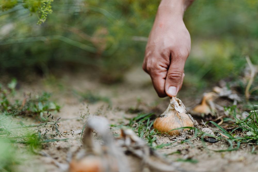 9 Tips For Harvesting Onions