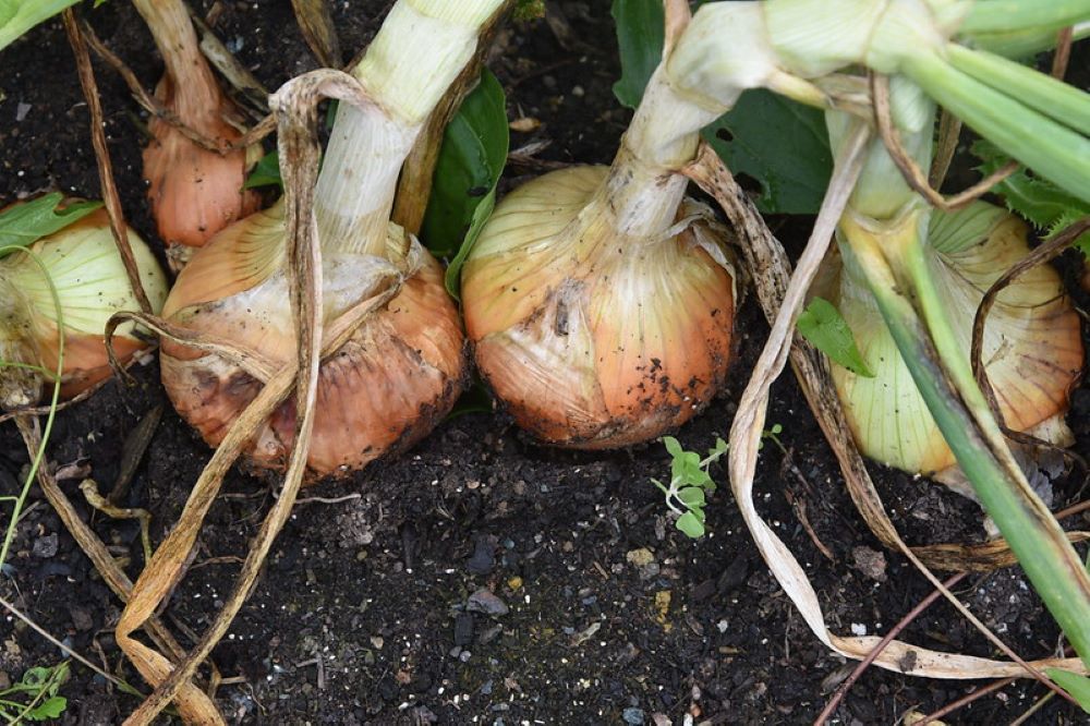 9 Tips For Harvesting Onions