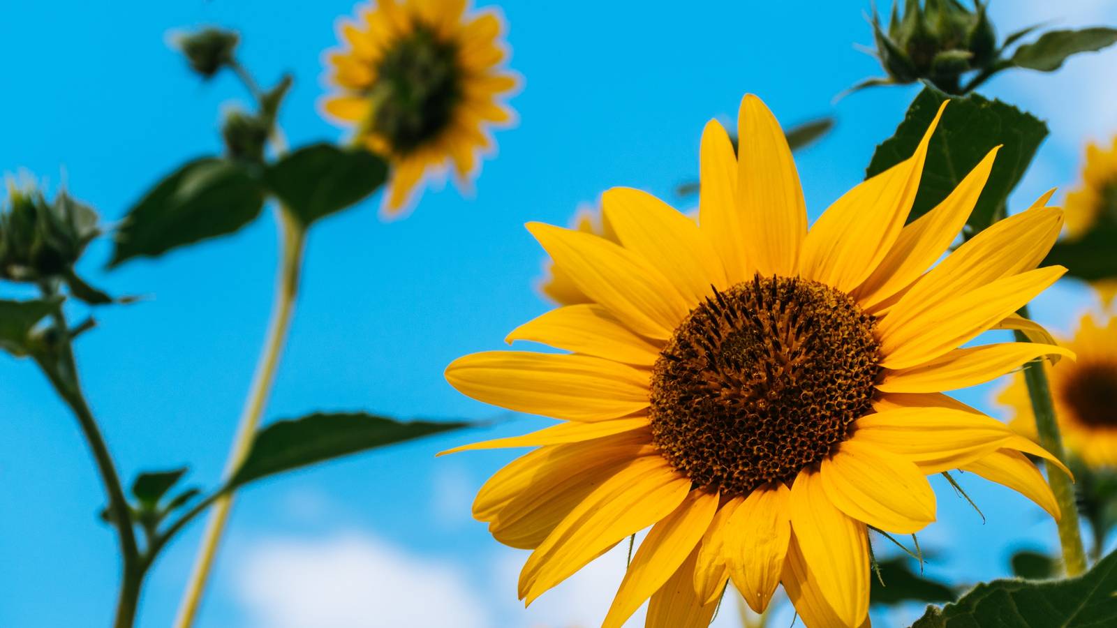 5 Reasons You Should Plant Sunflowers With Your Tomato Plants, image size:1600x900