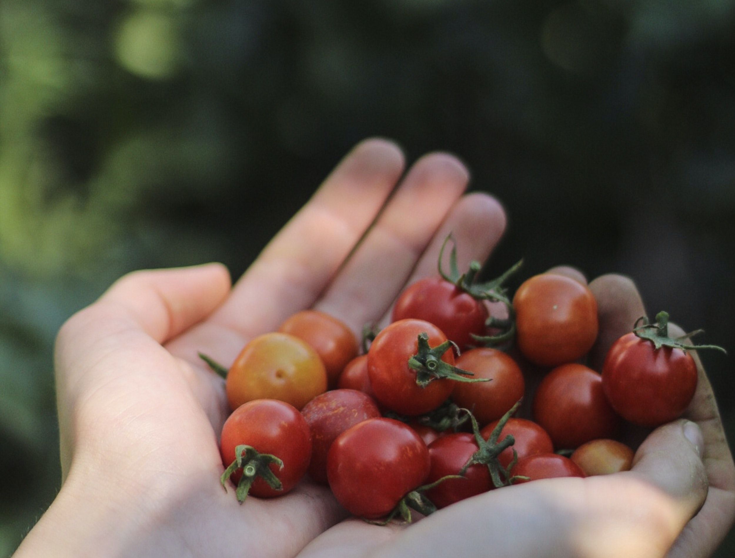 When to Pick Cherry Tomatoes From Your Garden