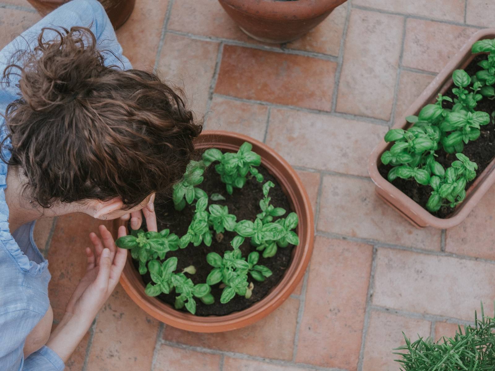 How To Harvest Basil