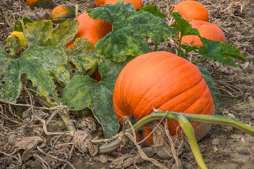 3 Reasons to Use Epsom Salt on Your Pumpkin Plants