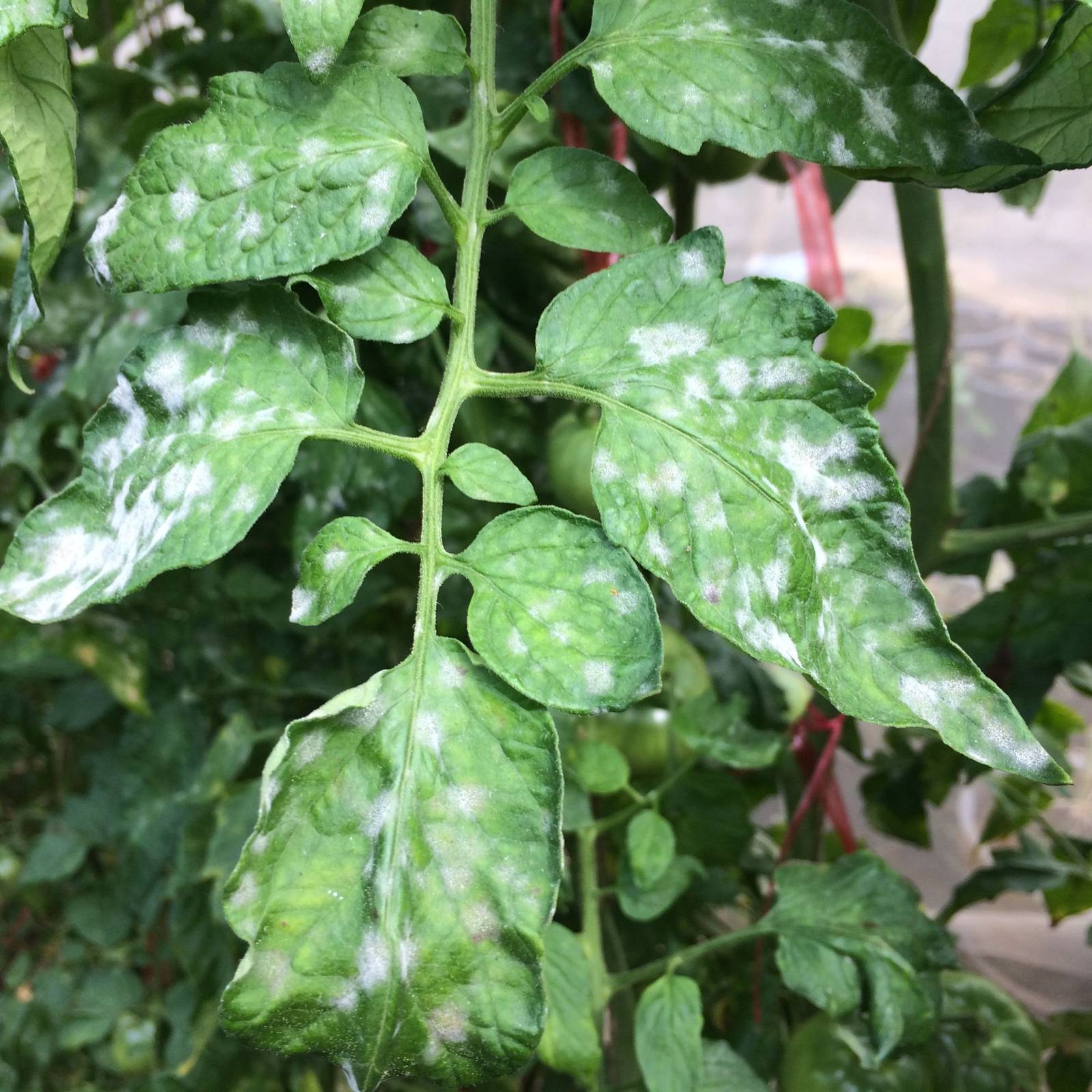 5 Ways to Prevent Powdery Mildew on Tomato Plants