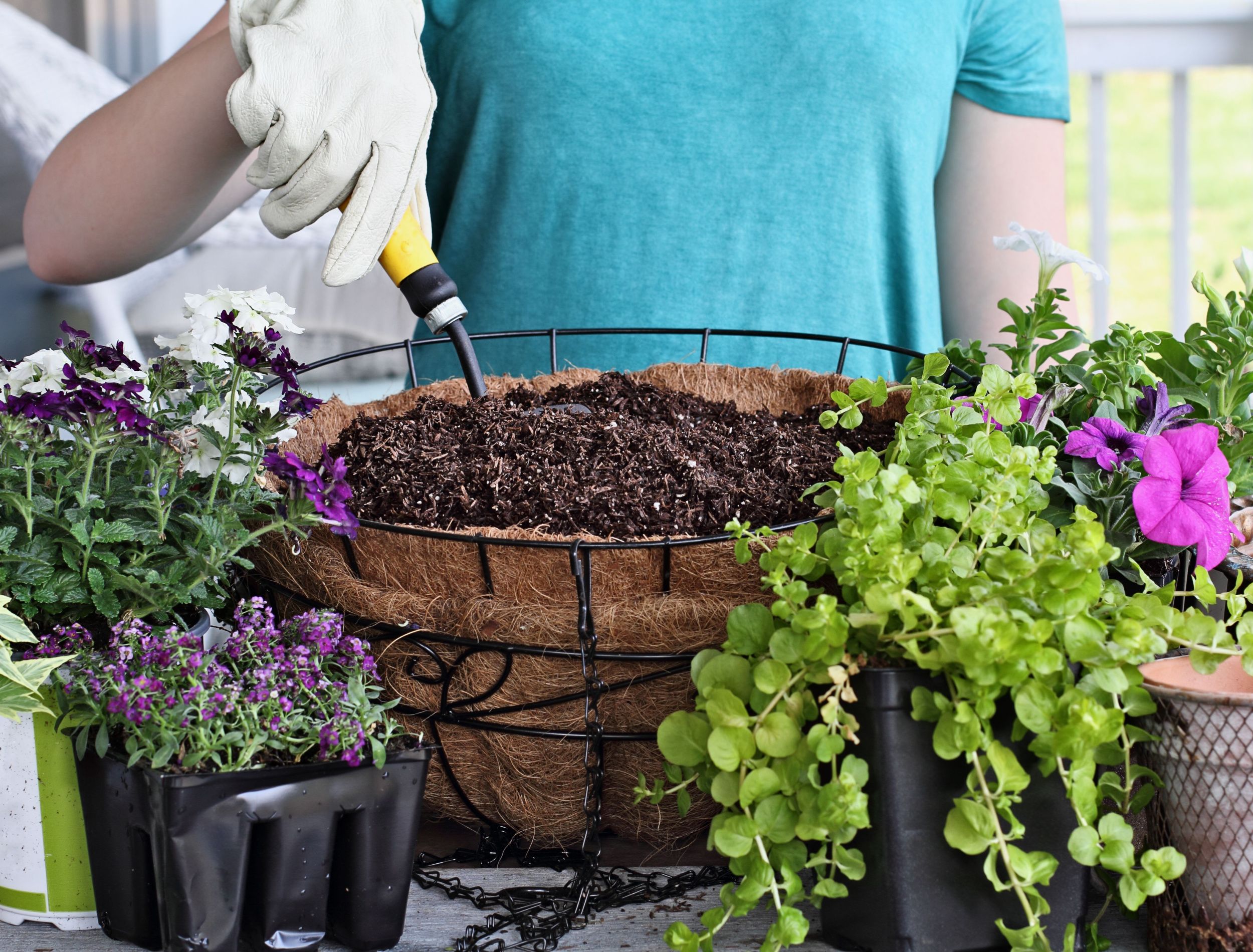 6 Best Spiller Plants For Your Container Garden