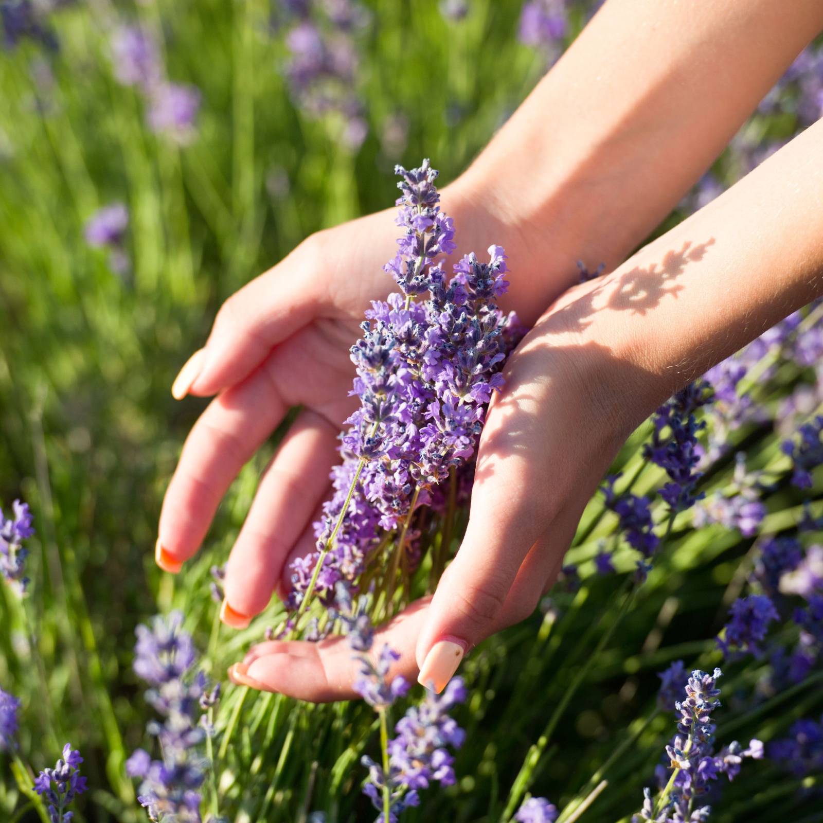 6 Tips For Growing Lavender in Your Garden