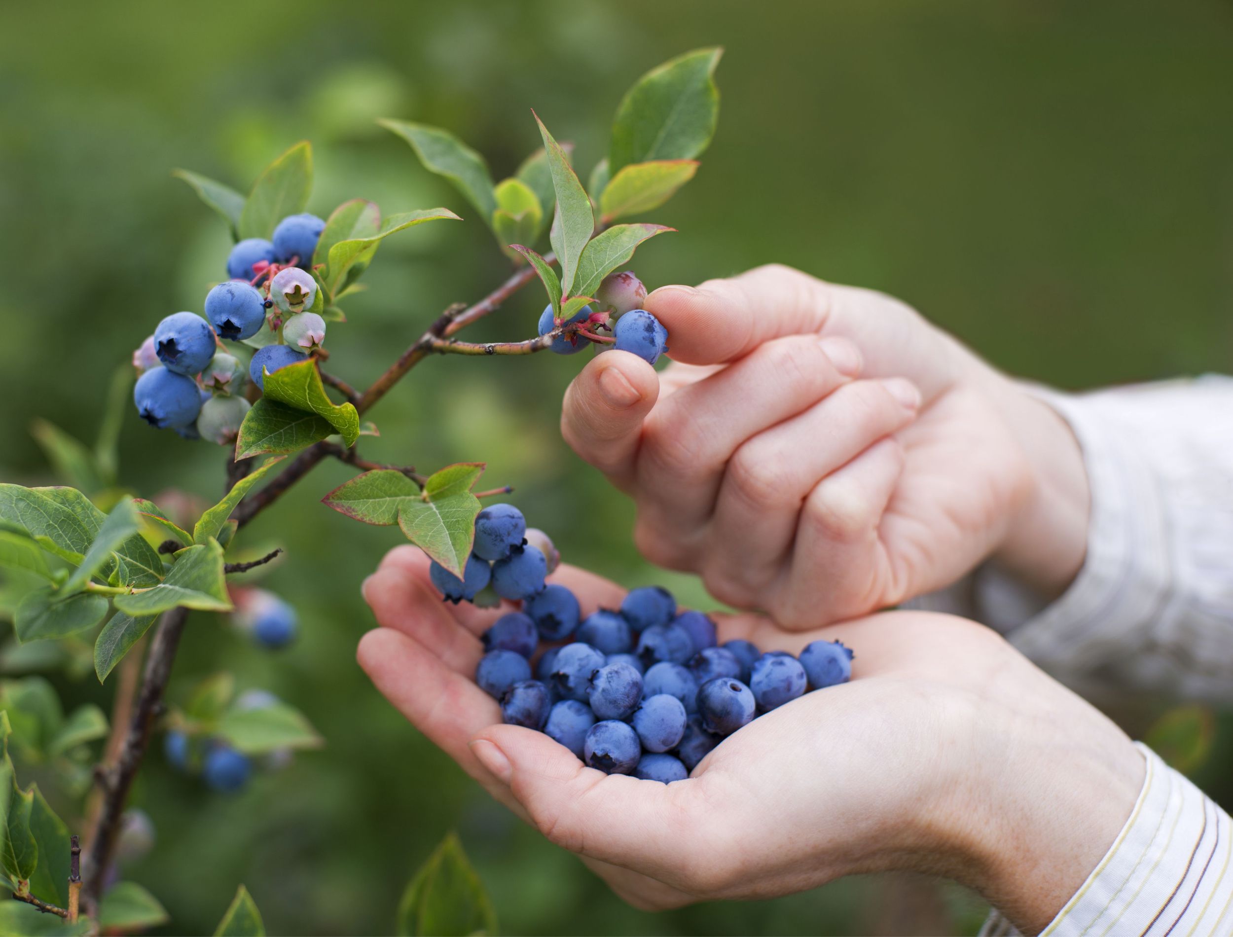 Picking Blueberries: When and How To Harvest Your Fruit