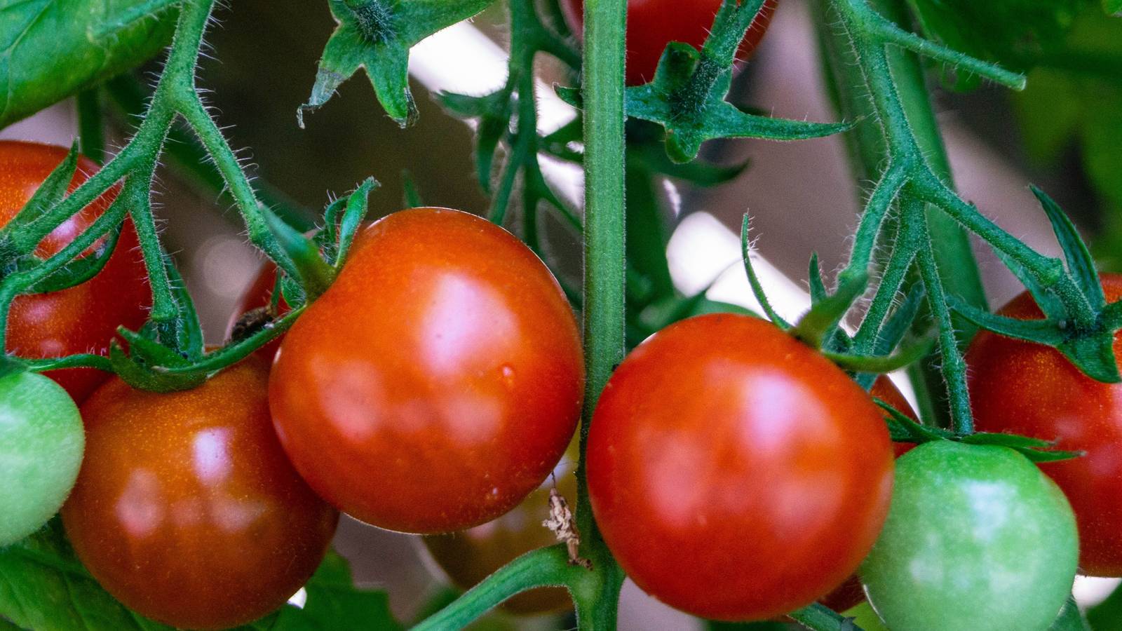 5 Tips For Growing Better Boy Tomatoes