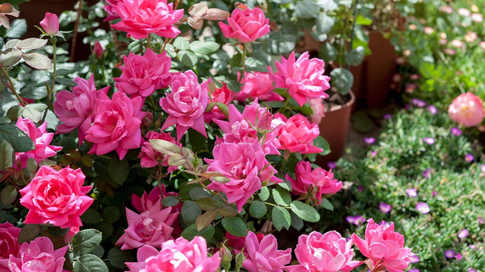 Tips For Knockout Roses 7 Tips for Growing Knock Out Roses