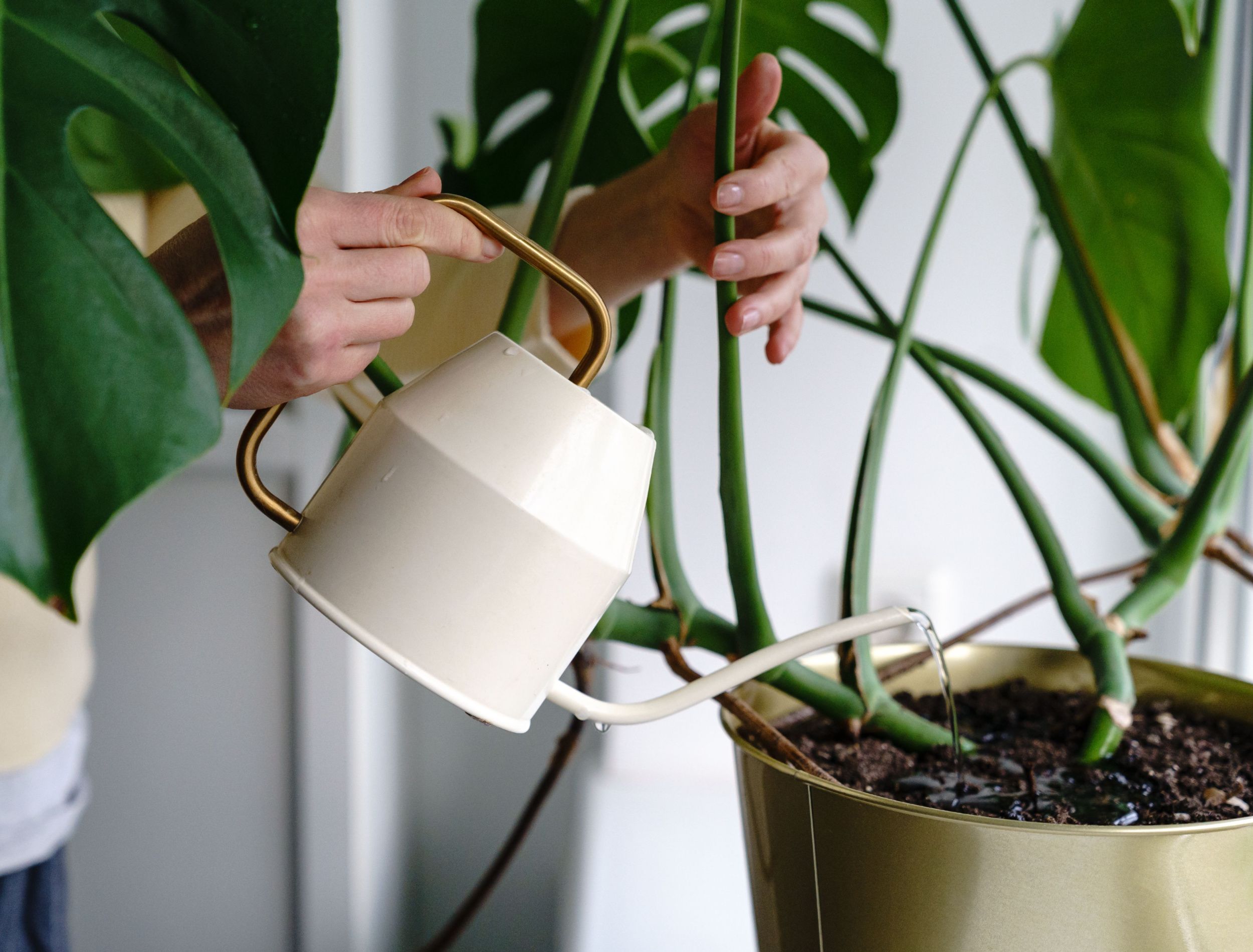 5 Tips for Caring for Your Monstera