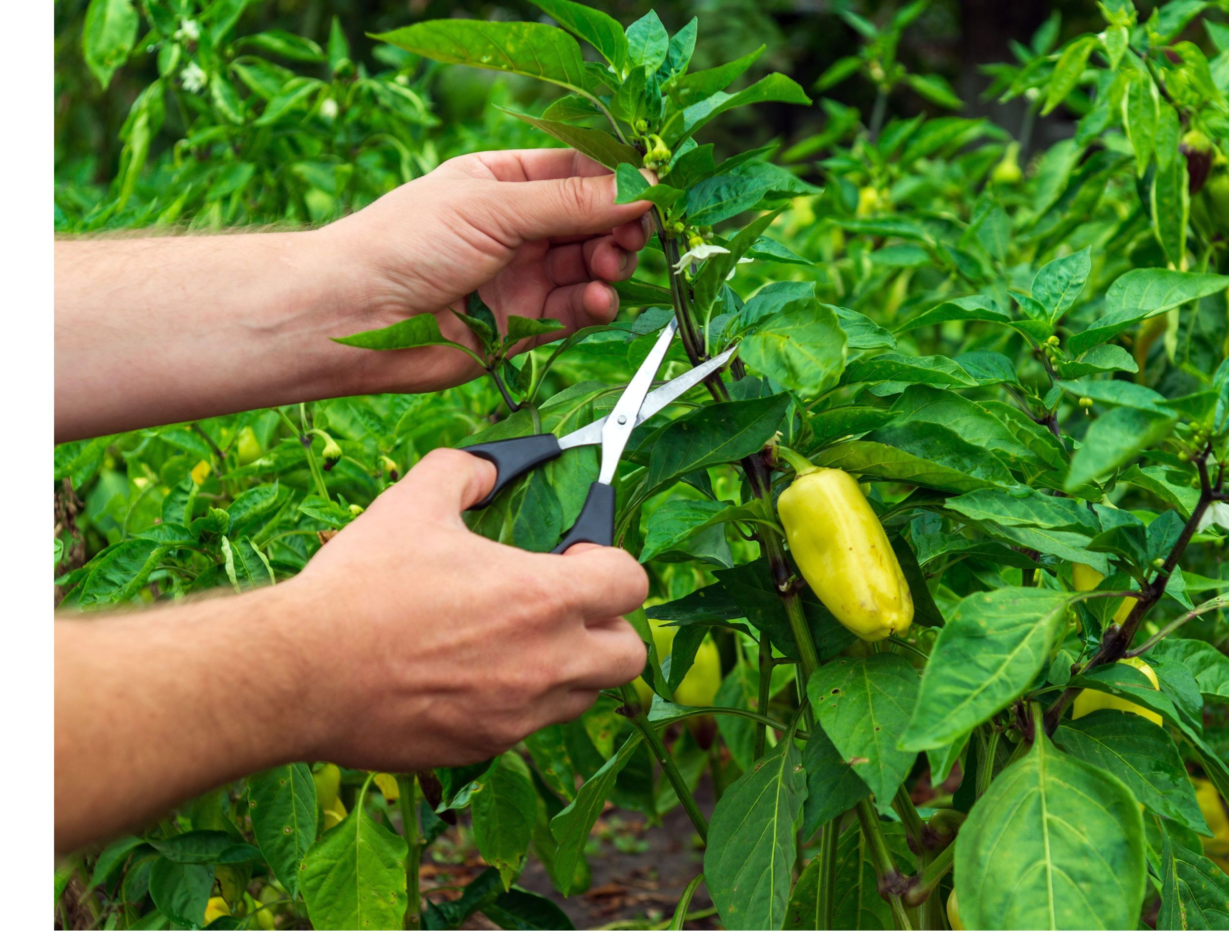 How Often to Prune Pepper Plants