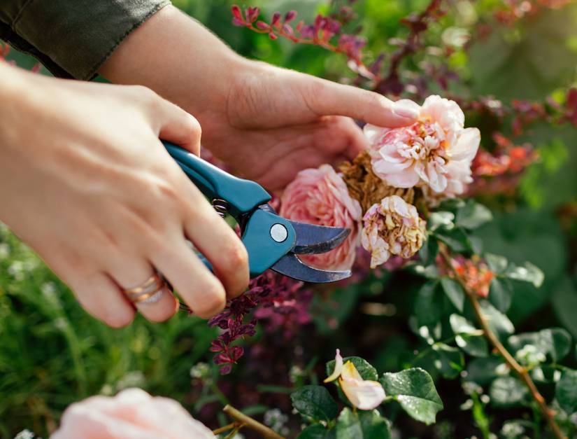 7 Tips For Pruning Knock Out Roses