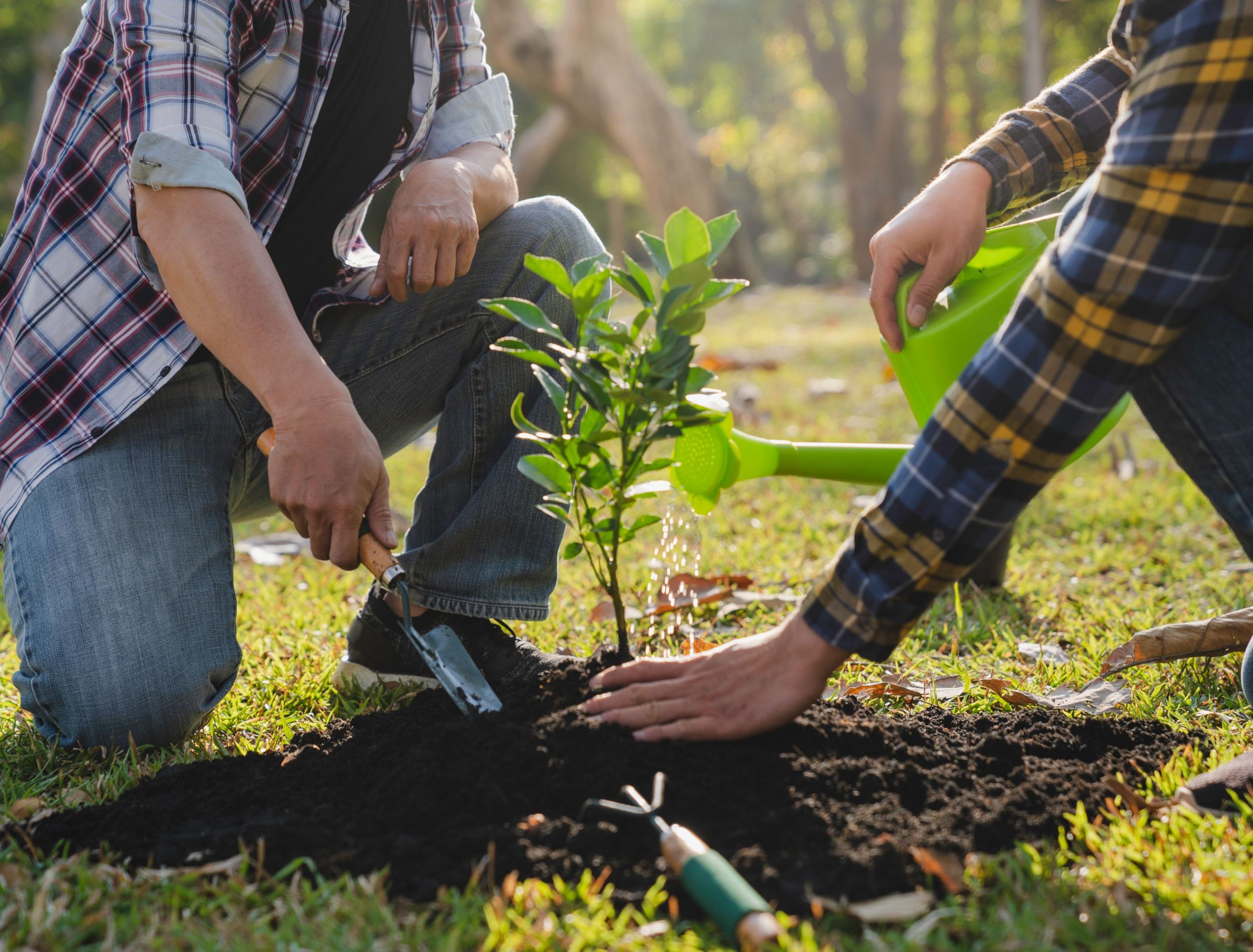 7 Trees You Can Plant in Late Summer