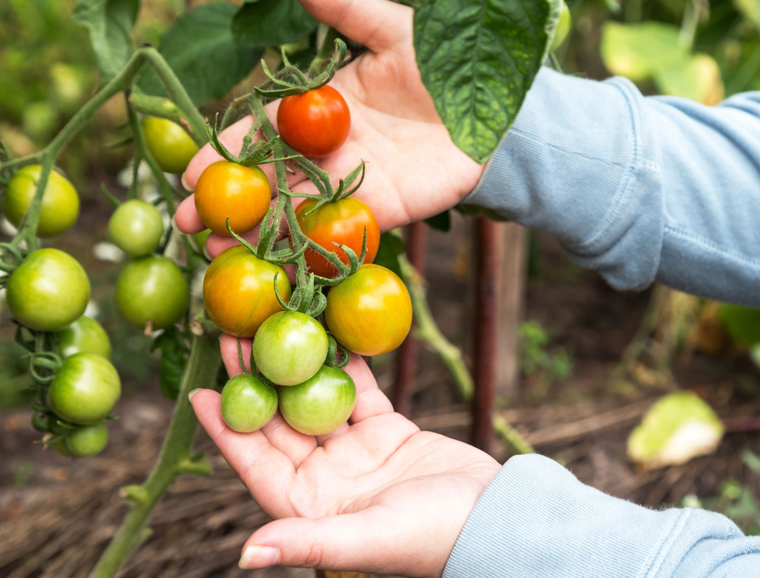 When to Pick Tomatoes For the Best Flavor