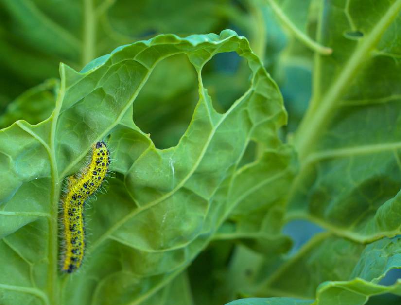 3 Ways to Prevent Bugs From Eating Your Broccoli Plants